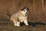ALASKAN MALAMUTE 612